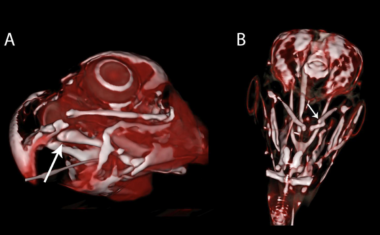 <p>When radiographs are insufficient, for skull fractures, upper respiratory disease, and arterial calcification.</p>
