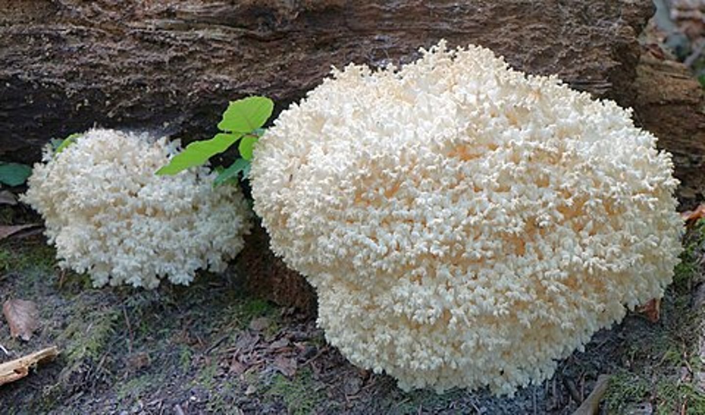 <p>owocnik klawarioidalny</p>