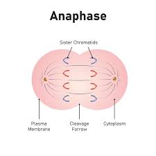 <p><strong>Chromatids separate </strong></p>