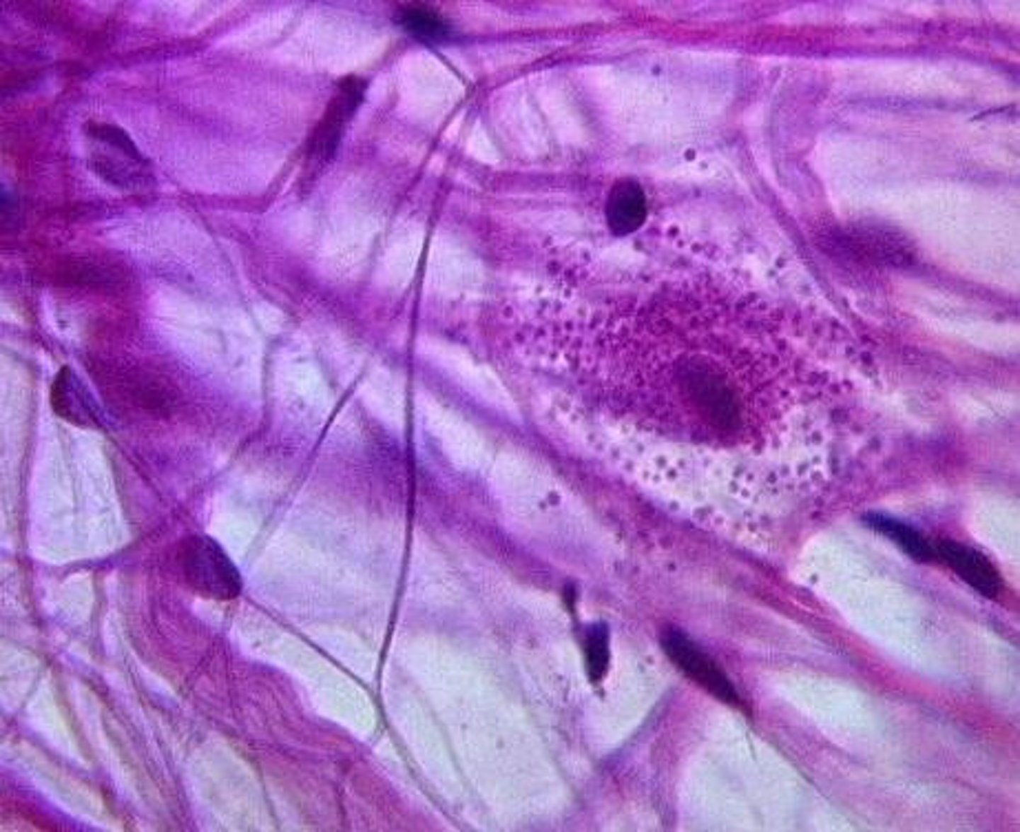 <p>Identify the tissue.</p>