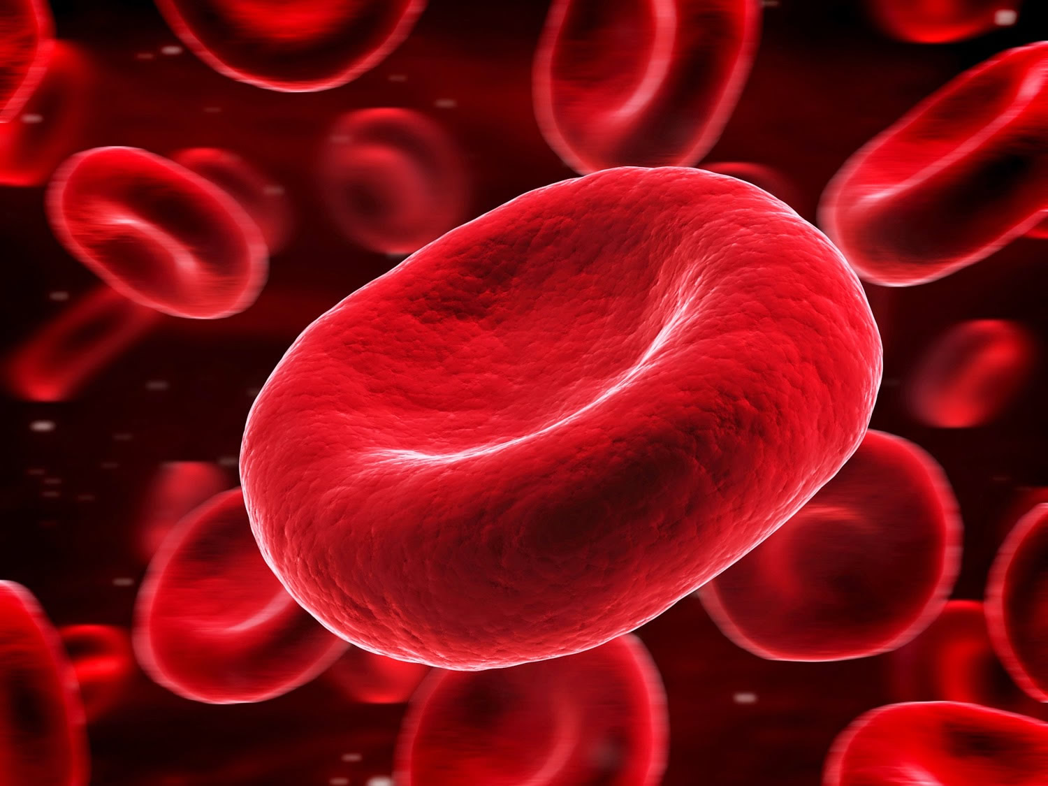 <p><strong>RED BLOOD CELLS</strong></p>