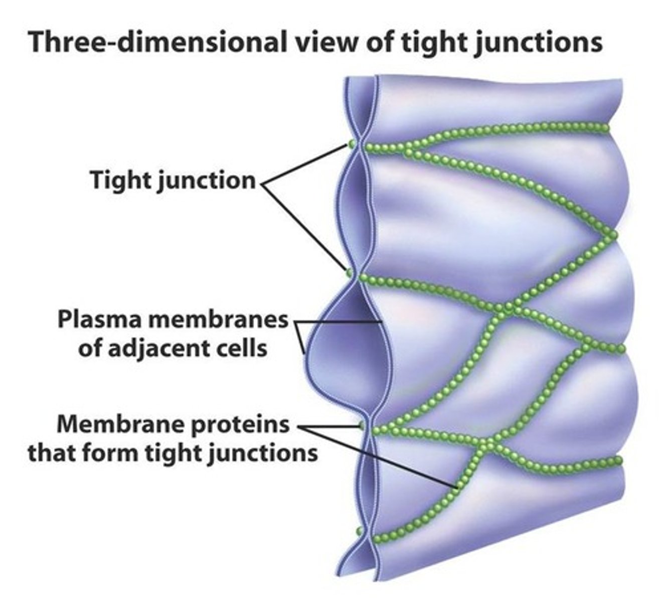 <p>Tight junctions are tight intercellular connections that fuse adjacent cell membranes together.</p><p>- prevents movement or loss of fluid -&gt; nothing can pass through or leave//tight seal)</p>