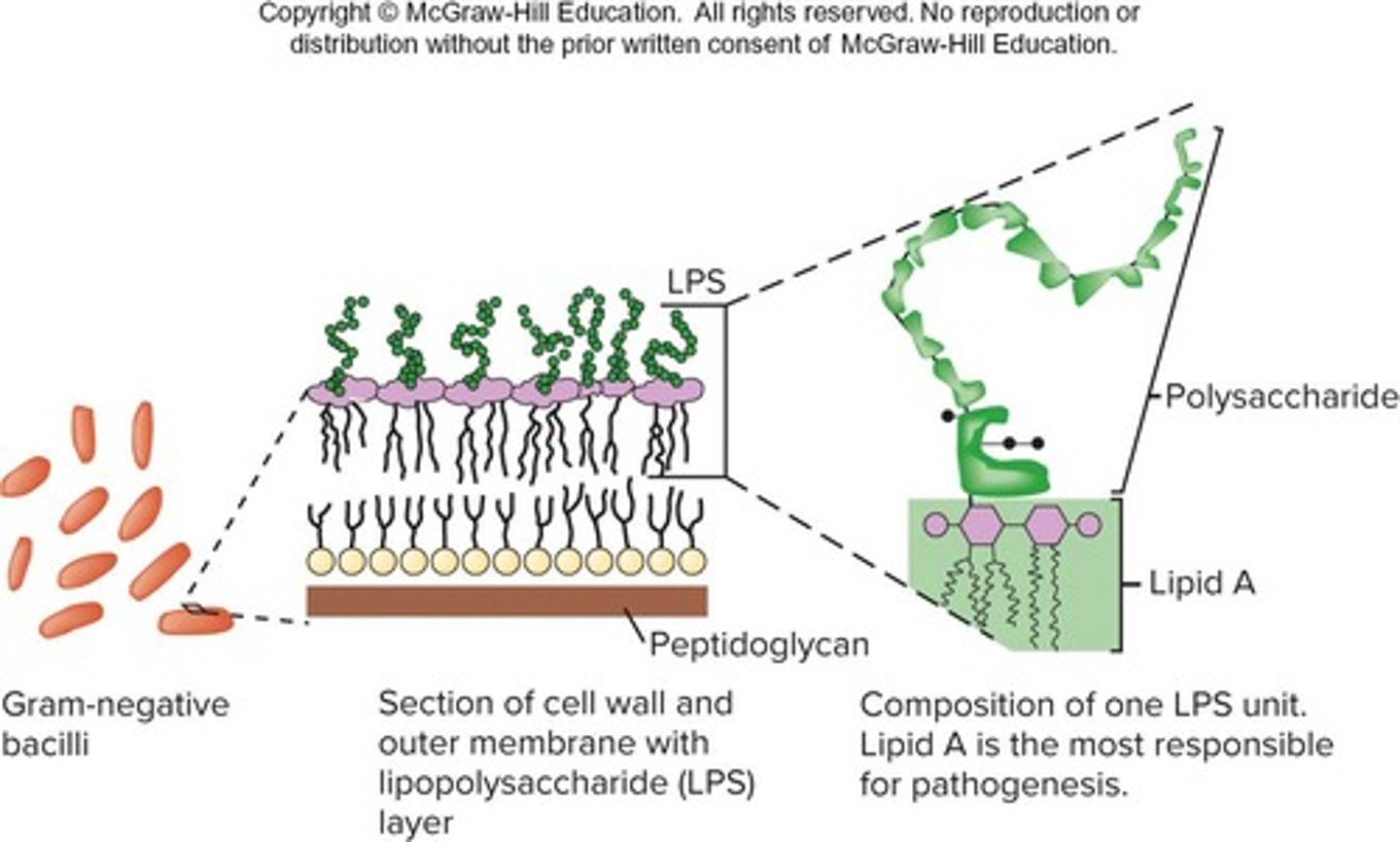 <p>LPS (lipopolysaccharides) in gram-negative bacterial membranes enhance integrity and protect the membrane from chemical attack.</p>