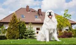 <p>Spanish: Había</p><p>Sentence: <span style="background-color: oklch(0.9902 0.004 106.470001); color: oklch(0.3039 0.04 213.679993 / 0.75);">Había un perro frente a una casa.</span></p>