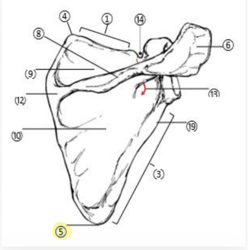 <p>What part of the Scapula is highlighted(5)?</p>