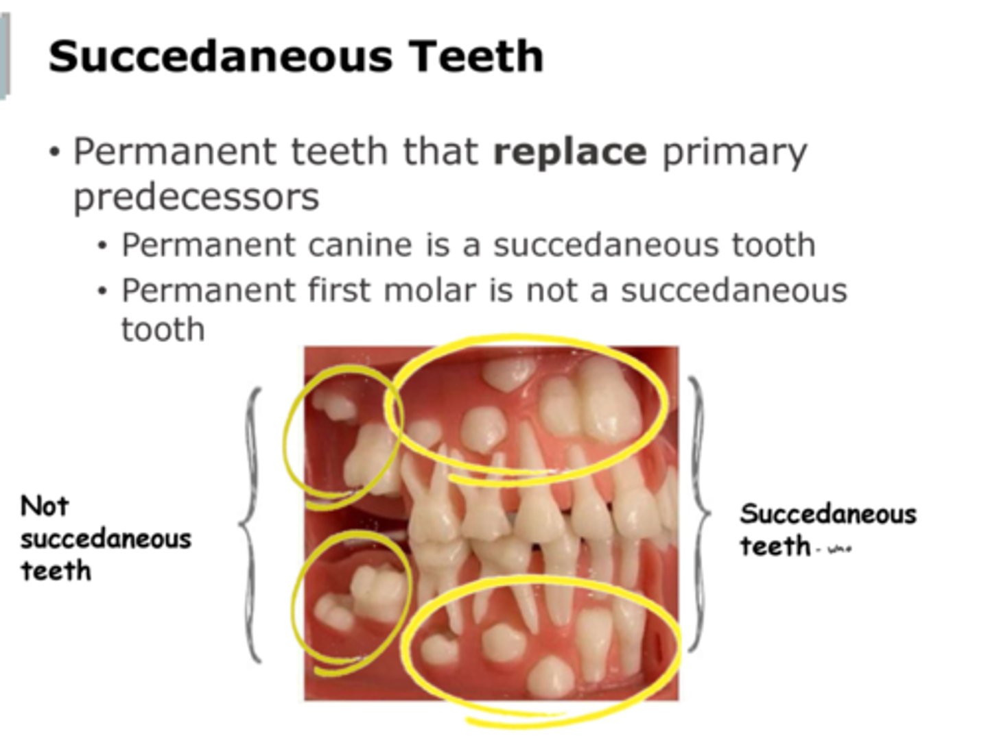 <p>Succedaneous teeth</p><p>Example: permanent premolars, canines, incisors</p>