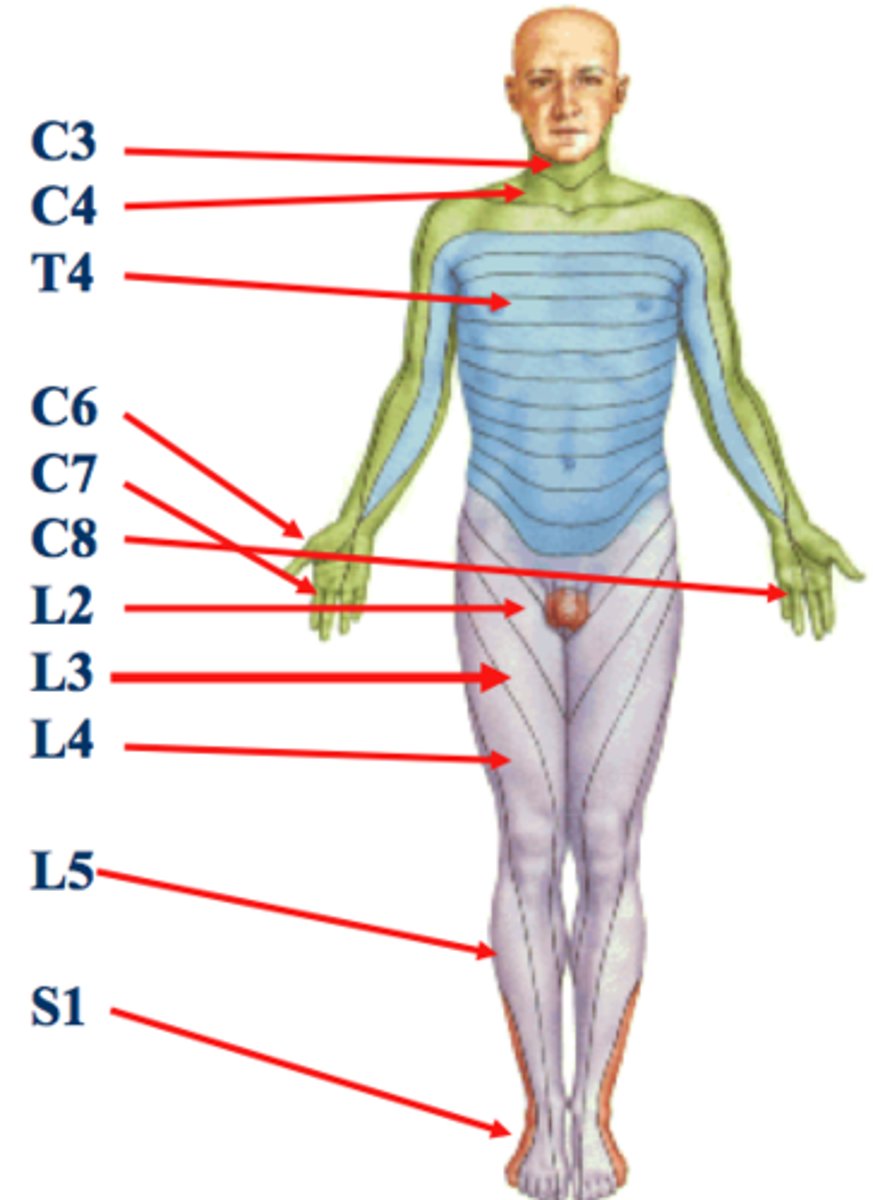 <p>"Map" of sensory innervation of skin</p>