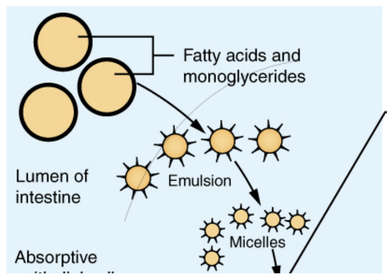 <p><em><mark data-color="yellow" style="background-color: yellow; color: inherit"><u>Key fact: Lipids are not water soluble, thus tend to cluster as large globules which must be broken down to absorb.</u></mark></em></p><p><strong><em><mark data-color="purple" style="background-color: purple; color: inherit"><u>Begins in stomach (minor digestion)</u></mark></em></strong></p><ol><li><p>Bolus enters stomach, distension, pH levels increase (more alkaline)</p></li><li><p>Parasymphathetic activity triggered.</p></li><li><p>Chief cells release pepsinogen (inactive pepsin) &amp; <strong>gastric lipase</strong></p></li><li><p>Fatty acids become partially emulsified.</p></li></ol><p><strong><em><mark data-color="purple" style="background-color: purple; color: inherit"><u>Continues in small intestine (major digestion)</u></mark></em></strong></p><ul><li><p>Gall bladder releases <strong>bile</strong> into small intestines (duodenum)</p></li><li><p>Pancreas releases lipases</p></li><li><p><strong>Bile</strong> emulsifies fat globules</p></li><li><p>Lipases emulsify smaller fat globules</p></li></ul><p><strong>Digestion:</strong></p><p>Polymer → Monomers</p><p>Triglycerides broken down into fatty acids &amp; monoglycerides.</p>