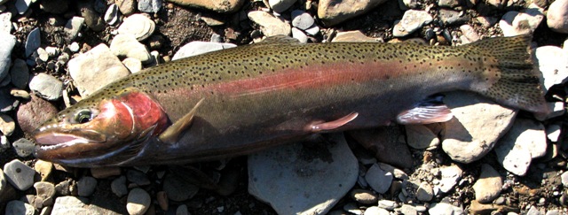 <p>Rainbow trout</p>