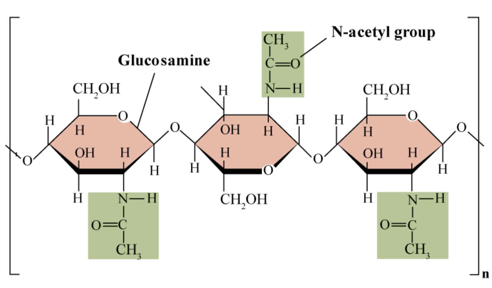 <p><strong>Chitin</strong> has a similar structure to cellulose. It is a structural polysaccharide found in the exoskeleton of arthropods, such as insects, and fungal cell walls. Chitin is composed of long chains of β glucose molecules linked by C1 – C4 glycosidic bonds.</p><p>Chitin differs from cellulose in that each monomer has a group derived from amino acids added, called an <strong>acetylamine group</strong>. Like cellulose alternate glucose molecules are rotated by 180o; this allows hydrogen bonds to form between the OH groups of adjacent chitin chains.</p><p>The cross-linked parallel chains caused by hydrogen bonds form microfibrils. Chitin is strong, waterproof and lightweight.</p>