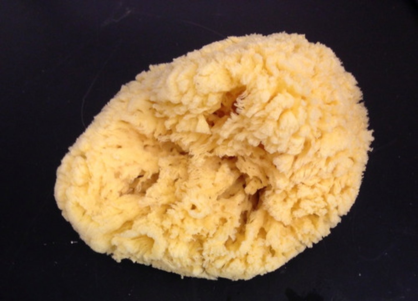 <p>Flexible protein that holds sea sponges together and is left behind when the hard skeleton dissolves</p>