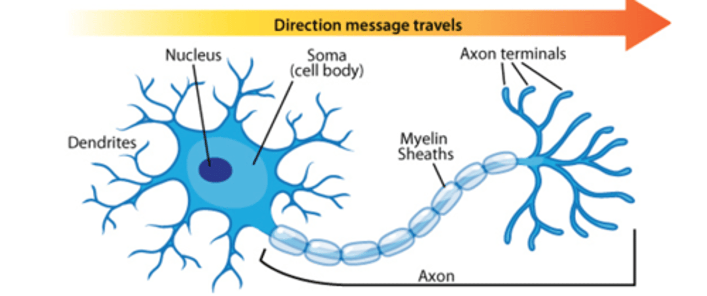 <p>It is a glial cell (technically a Schwann cell)</p><p>- protects the axon + speeds up the signal</p><p>- not all cells have this!!</p><p>- MULTIPLE SCLEROSIS is caused by the destruction of the myelin sheath</p><p>[ myelin sheath = ms, multiple sclerosis = ms ]</p>