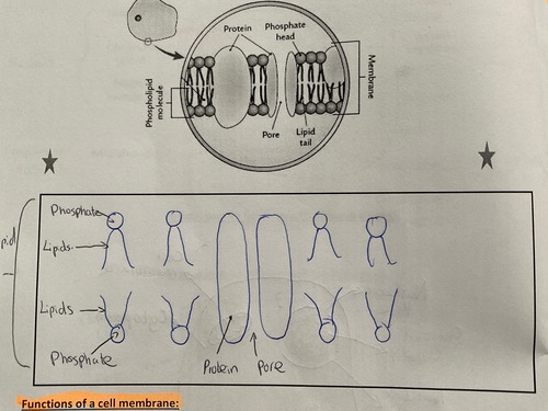 <p>phospholipids, protein, phosphate head, pore, lipid tail, membrane</p>