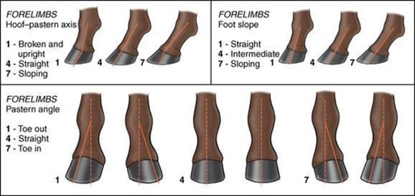 <p>A straight line from the shoulder to the hoof.</p>