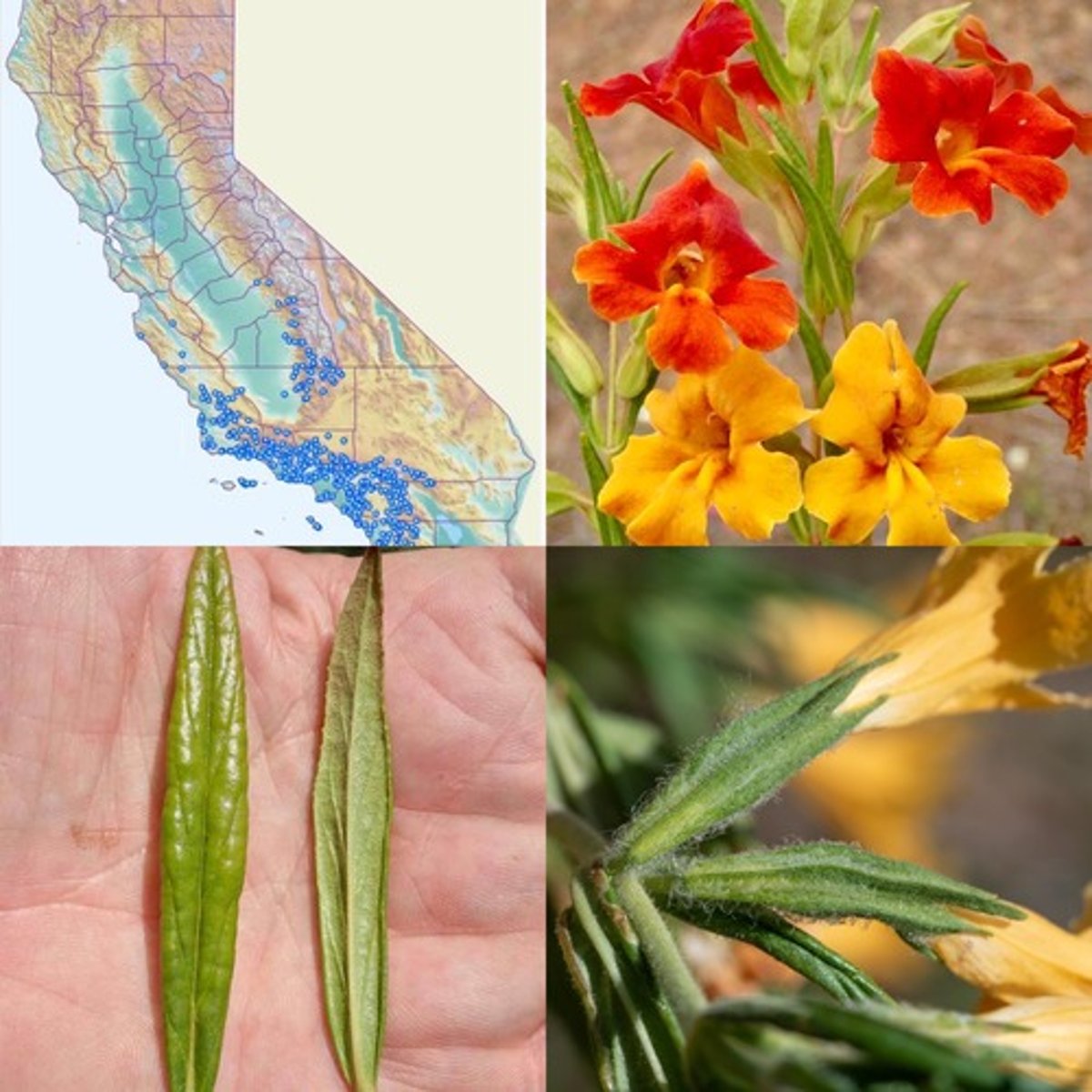 <p>Phrymaceae. Southern bush monkeyflower</p>