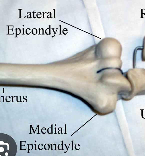 <p>Epicondyle</p>