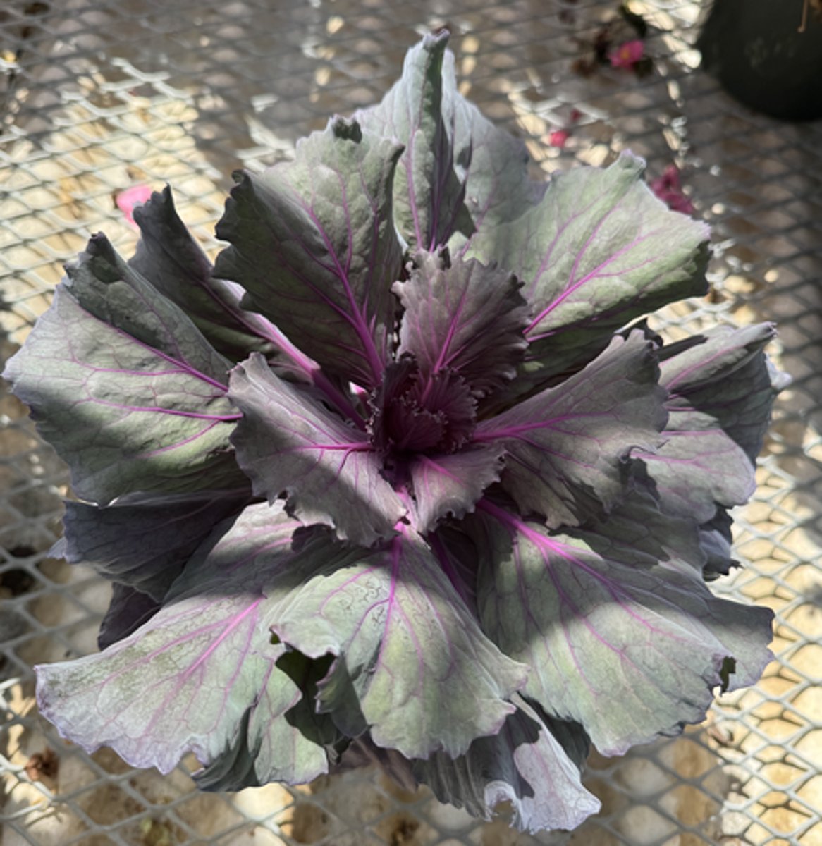 <p>What is the Latin name for this plant?</p>