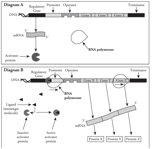 <p>Positive Control of a Gene </p>