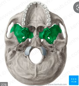 butterfly-shaped bone at the base of the skull