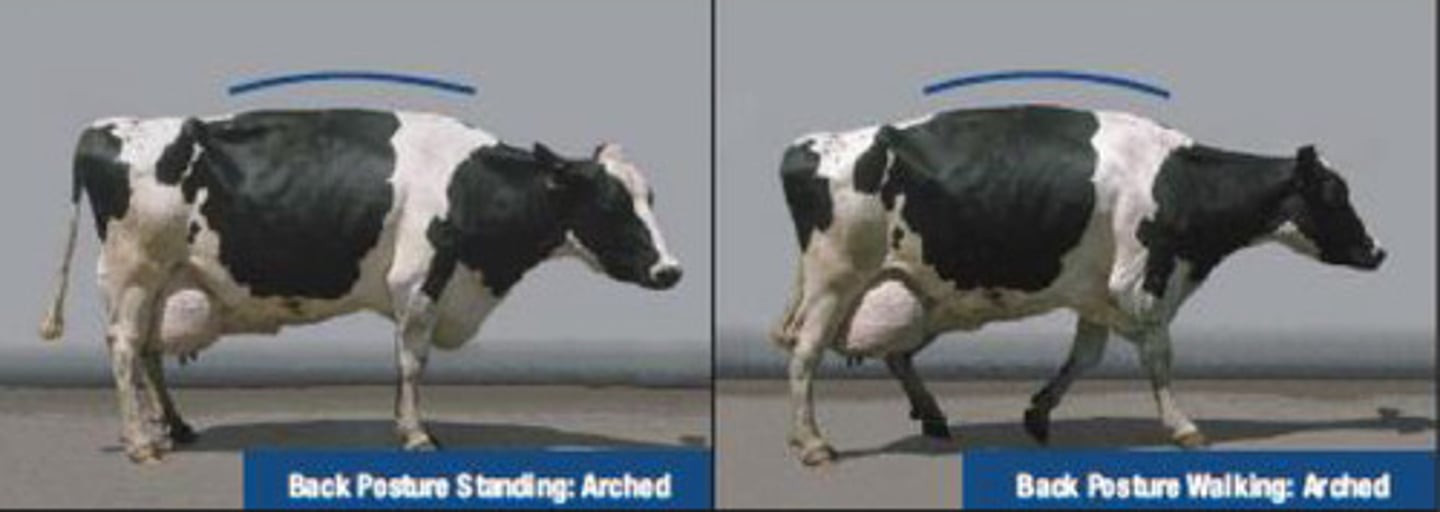 <p>This cow has an arched back when standing and walking. It is positively lame but can still bear some weight. What is the locomotion score?</p>