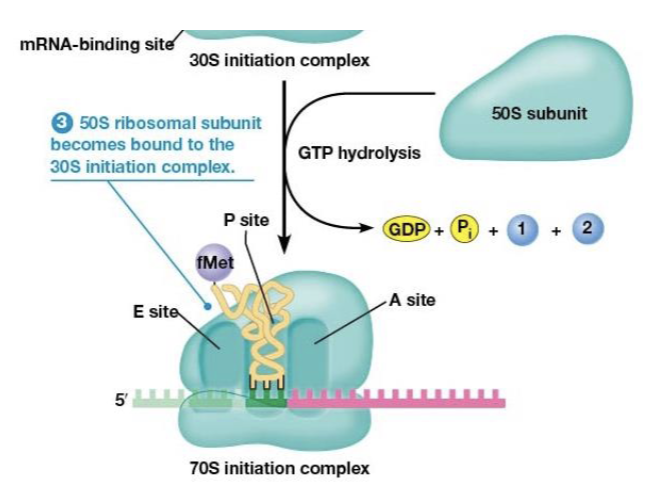 <p>formed when IF3 is released and the 30S initiation complex binds to the large (50S) subunit</p>