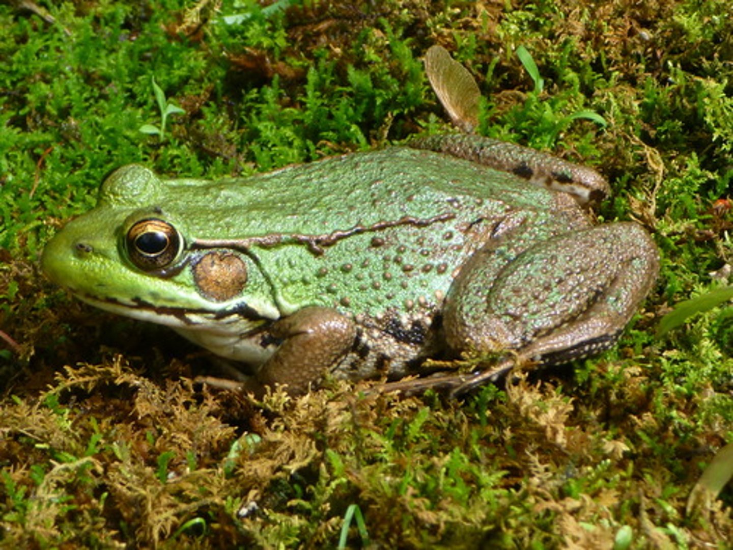 <p>Green Frog</p>