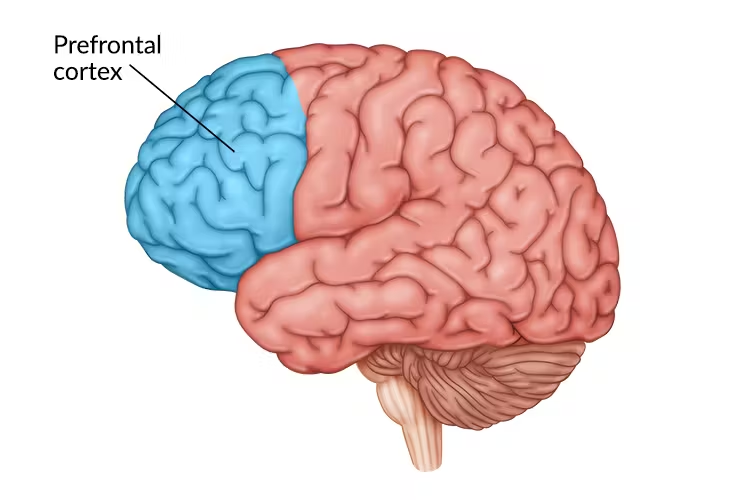 <p>responsible for higher-level cognitive functioning </p>