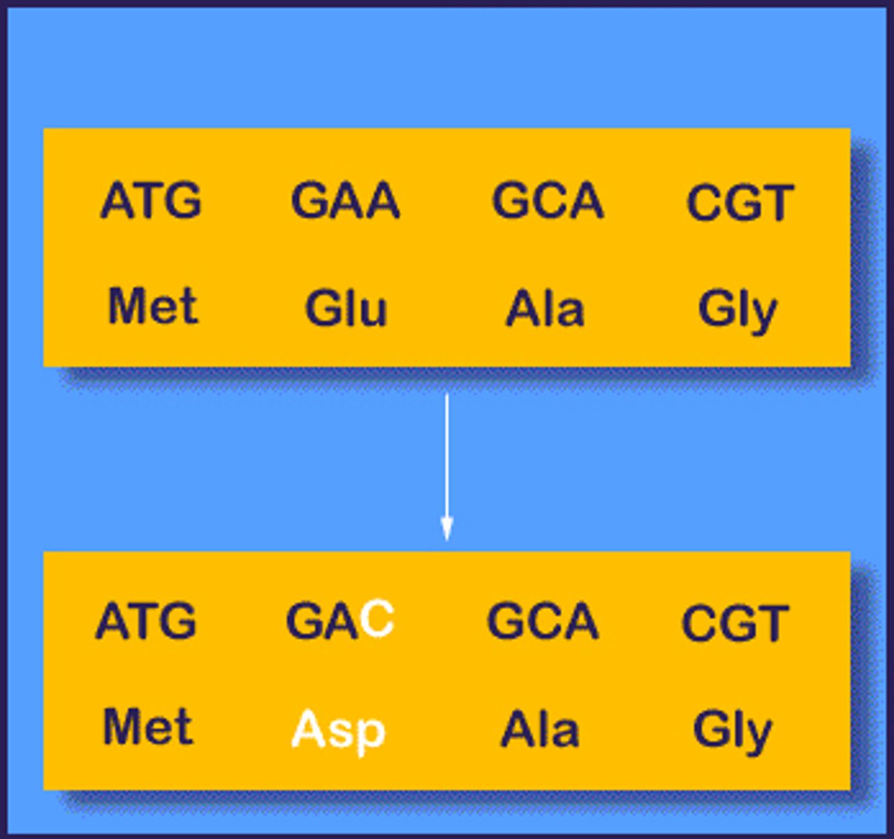 <p>A point mutation in which a codon that specifies an amino acid is mutated into a codon that specifies a different amino acid.</p>