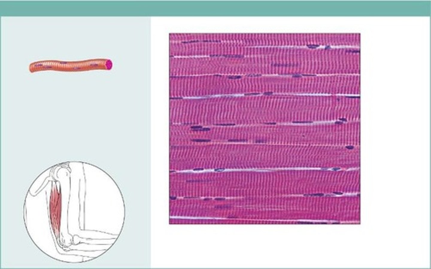 <p>in skeletal muscles attached to bones or occasionally to skin</p>