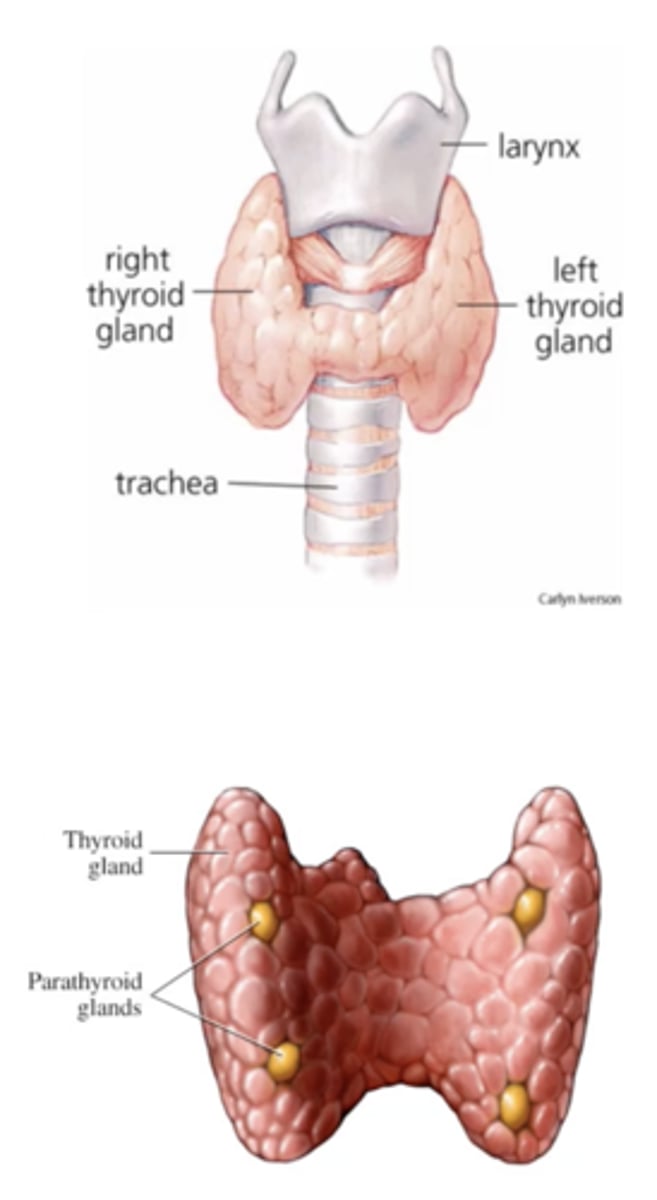 <p>Chief cells produce parathyroid hormone</p>