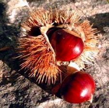 <p><span><strong>Plody – nažky v pichlavé ostnité číšce</strong></span></p>