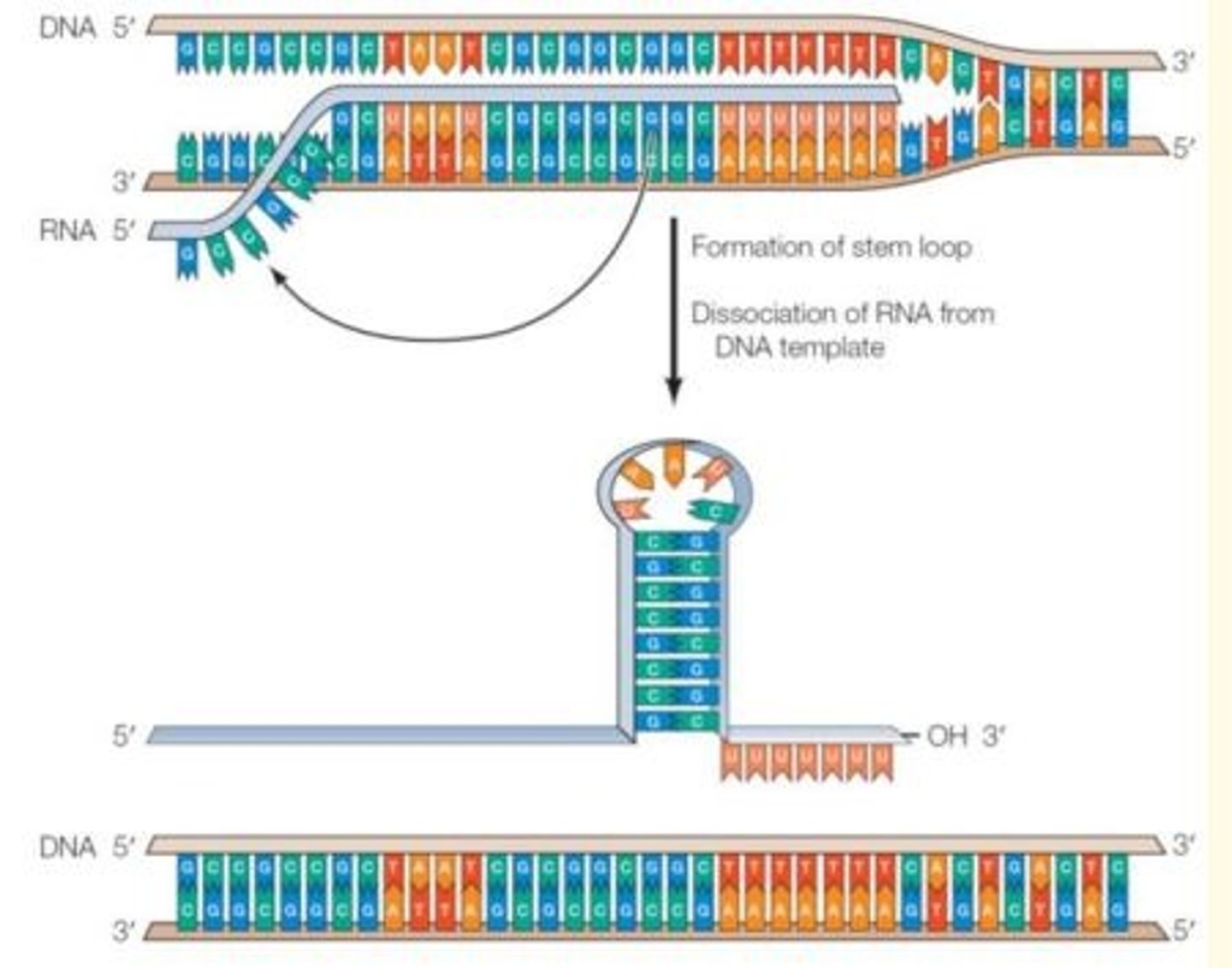 <p>Symmetrical inverted repeat of GC-rich sequences followed by seven A-residues that form a stable stem-loop structure in RNA - terminates transcription </p>