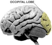<p>Occipital Lobe</p>