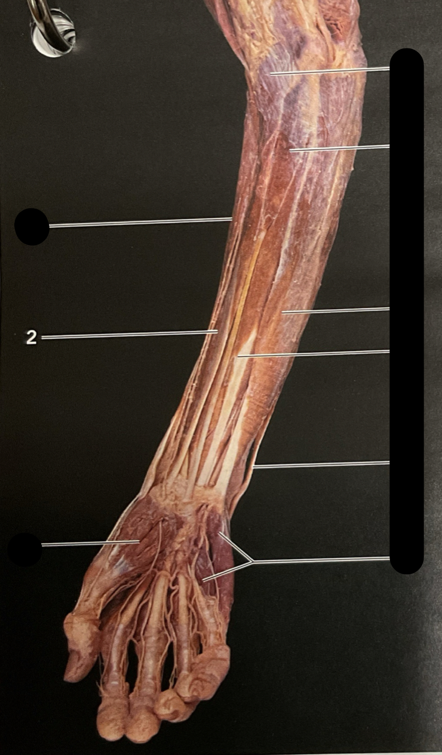 knowt flashcard image