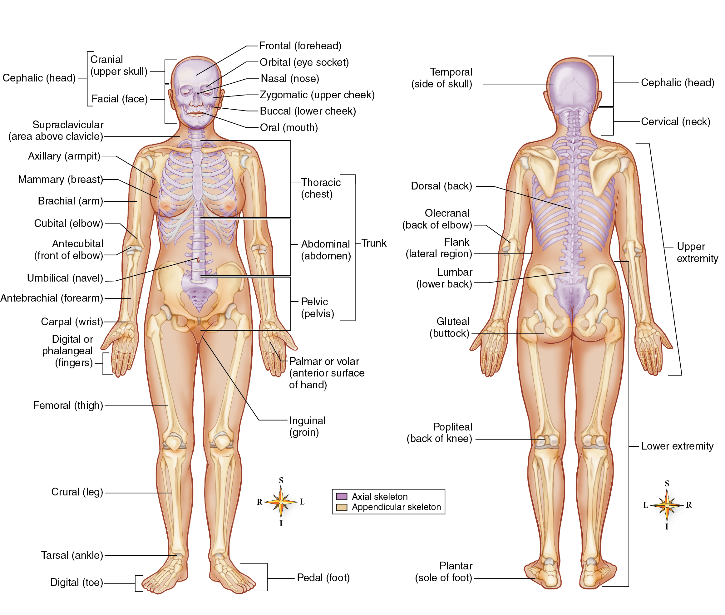 Specific Body Regions