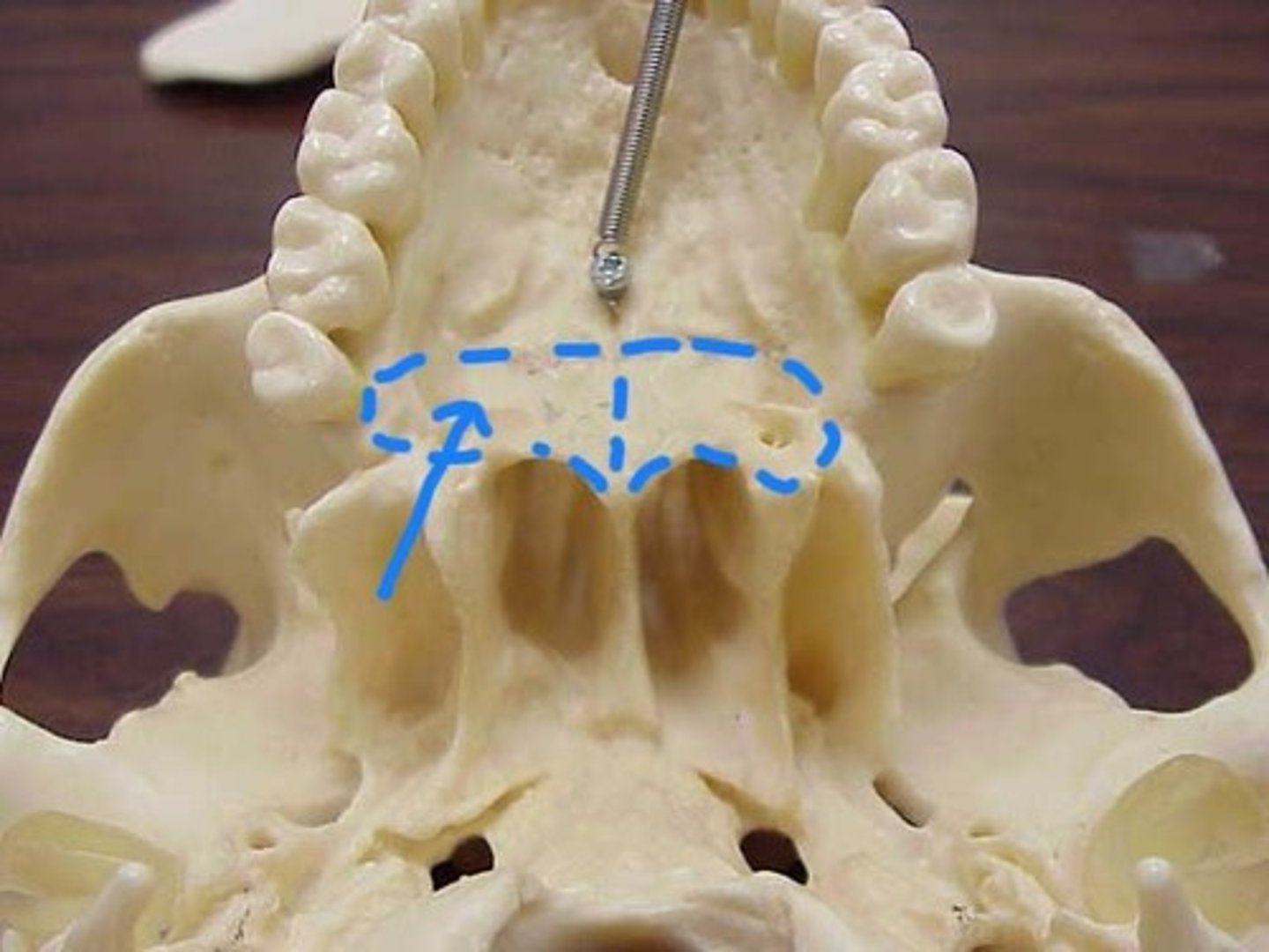 knowt flashcard image