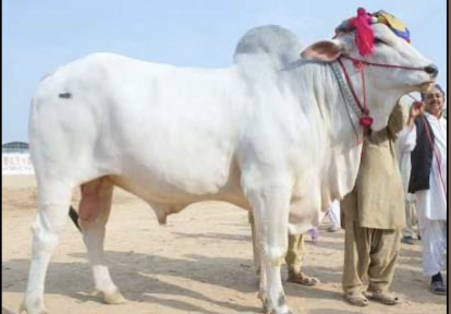 <ul><li><p>zebu cattle </p></li><li><p>west pakistan </p></li><li><p>white or gray in color with white line on the back </p></li></ul><p></p><p></p>