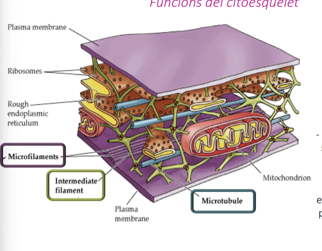 <ul><li><p><strong><span>FUNCIÓ: </span></strong><span>Dona una determinada consistencia a la cèl·lula. </span></p><ul><li><p><span>Aguanta orgànuls</span></p></li><li><p><span>Dona suport i ajuda mantenir la forma de la cèl·lula</span></p></li><li><p><span>Interactúa amb estructures extracel·lulars per subjectar les cèl·lules en els seus llocs</span></p></li></ul></li></ul><p></p><ul><li><p><strong><span>ESTRUCTURA: </span></strong><span>Xarxes de diversos amb tipus de fibres (de més fi a més gruixut)</span></p><ul><li><p><u><span>Microfilaments </span></u><span>(monòmers d'actina)</span></p></li><li><p><u><span>Filaments</span></u><span> intermitjos (estructura més fibrosa)</span></p></li><li><p><u><span>Microtúbuls&nbsp;</span></u><span>(dimers de tubulina - tubulines alfa i beta) → pol positiu i negatiu)</span></p></li></ul></li></ul><p></p><p></p>