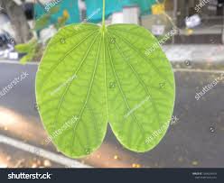 <p>Leaf shape?</p>