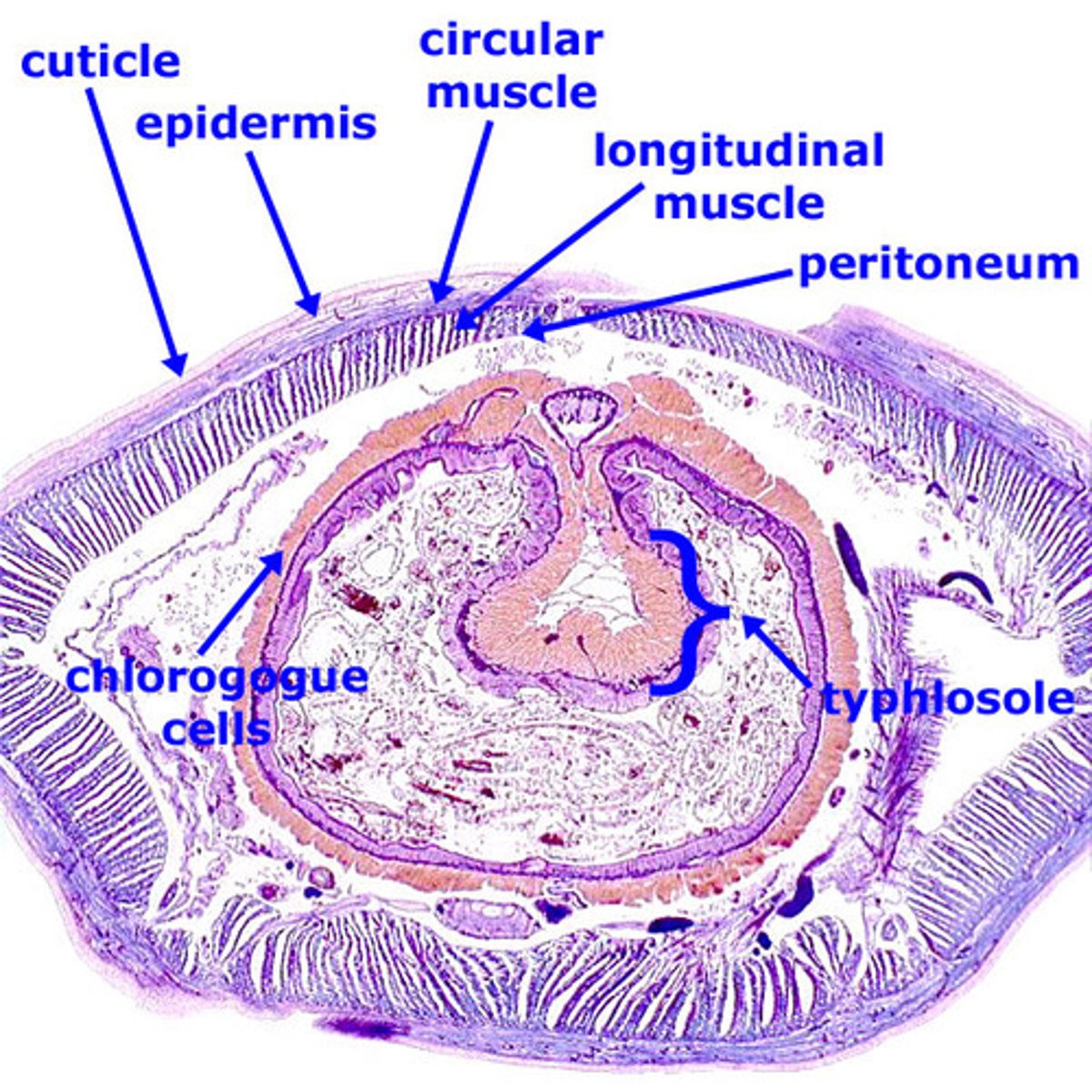 <p>Found in Earthworms, _______ is a large fold in the upper surface of the intestine of the earthworm that increases surface area to increase absorption</p>