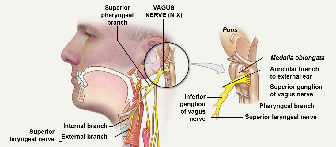 <p>The longest of the cranial nerves which happens to be a mixed nerve; travels through the jugular foramen </p><p>Sends info to the brain concerning the pharynx and epiglottis, along with information concerning the visceral organs (sensory) </p><p>Additionally, the nerve transmits motor information to the palate and pharynx (swallowing and coughing) and the viscera</p>