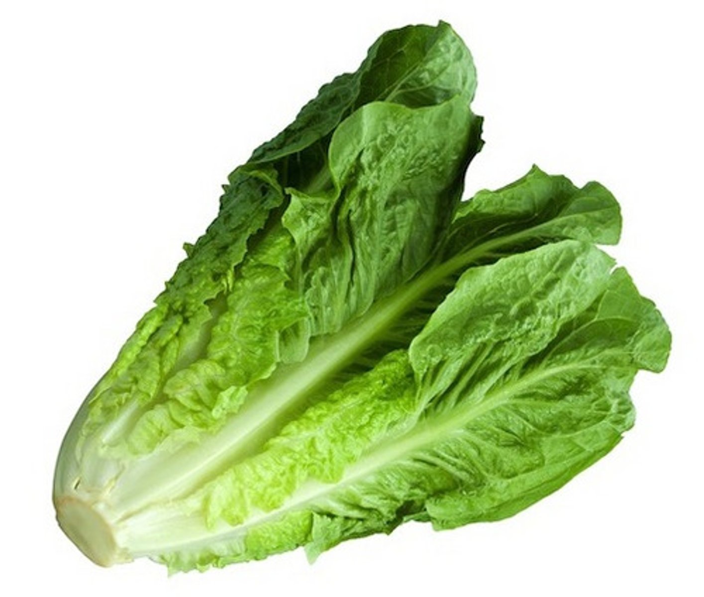 <p>Lettuce (shēng cài)</p>