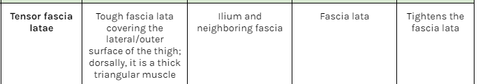 <p>Tensor fascia latae</p><p>O: iliium and neighboring fascia<br>I: fascia lata<br>A: tightens the fascia lata</p>