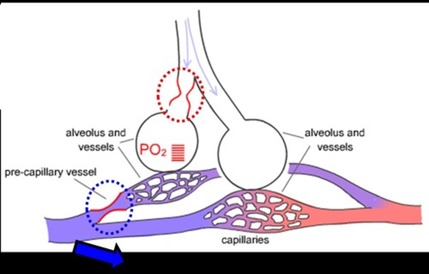 <p>An intrinsic property of the lung where smooth muscles constrict in response to hypoxia, diverting blood flow to better-ventilated areas.</p>