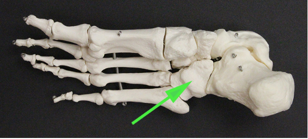 <p>Name the tarsal bone marked by the green arrow.</p>