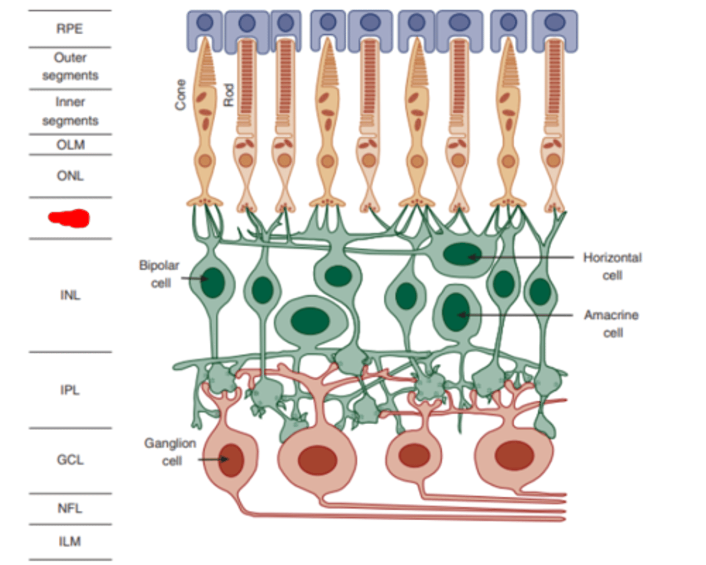 <p>layer of the retina which consists of the synapses formed between the synaptic endings of the photoreceptors and the dendrites of the bipolar and horizontal cells.</p>