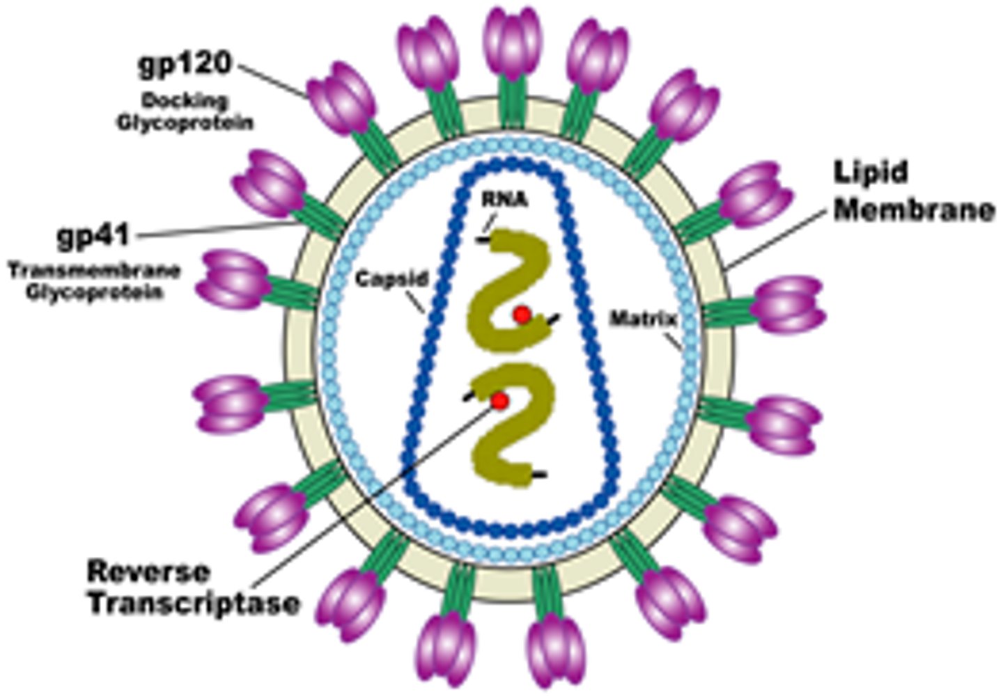 <p>It is a combination of drugs (e.g., NRTIs, Protease Inhibitors, Integrase Inhibitors) that block different stages of the life cycle, keeping the viral load 'Undetectable.'</p>