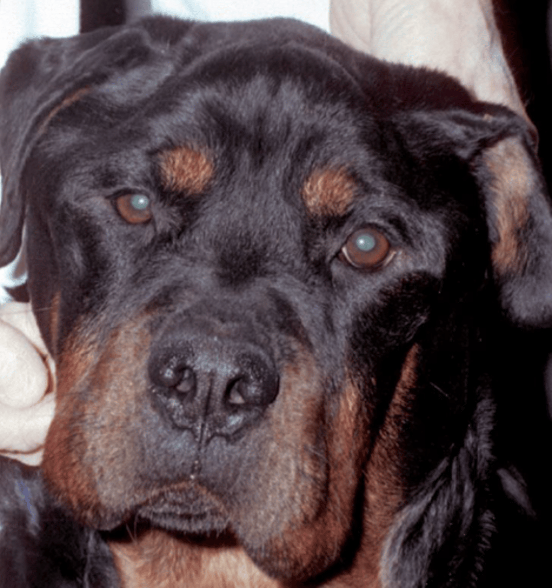 <p>What is happening in this dog? Note there is a retained appetite.</p>