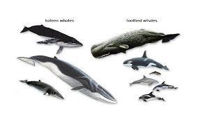 <ul><li><p>toothed have true teeth, baleen have no teeth. </p></li><li><p>Baleen whale has baleen plates to filter prey, while toothed whales eat prey</p></li><li><p>Toothed whales use echolocation while baleen use eyesight and sound</p></li><li><p>Baleen has 2 blowholes, toothed has 1</p></li><li><p>Toothed are generally smaller and baleen are huge</p></li></ul><p></p>