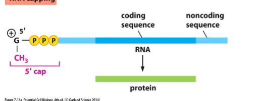 <p>A guanine nucleotide with a methyl group is added to the 5′ end of the mRNA shortly after transcription begin</p>